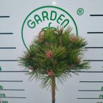 Borovica hustokvetá (Pinus densiflora) ´LOW GLOW´ - výška 110-120 cm, kont. C5L - NA KMIENKU